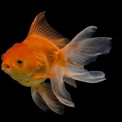 Emily Steele | Are.na